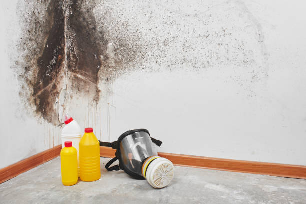 Best Certified Mold Removal  in Nolensville, TN