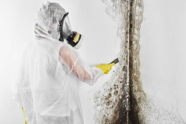 Certified Mold Removal in Nolensville, TN