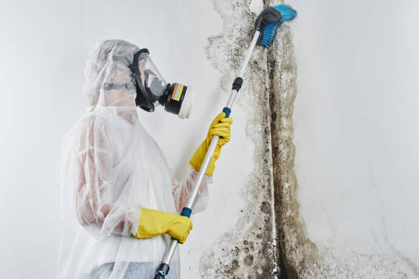 Best Home Mold Removal  in Nolensville, TN