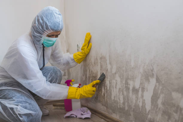 Best Black Mold Removal  in Nolensville, TN