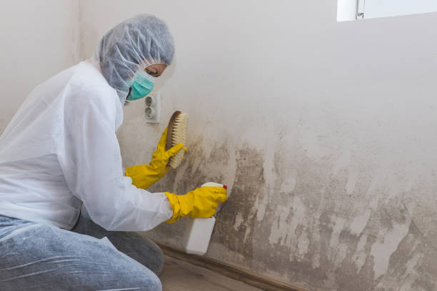 Best Residential Mold Removal  in Nolensville, TN