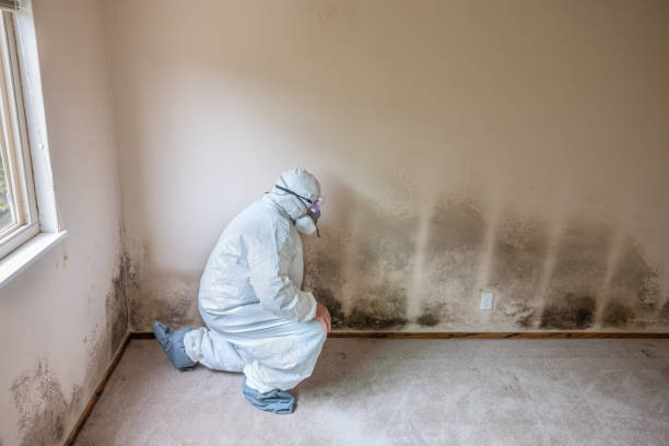 Trusted Nolensville, TN Mold Removal Experts