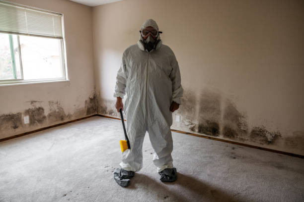 Best Attic Mold Removal  in Nolensville, TN