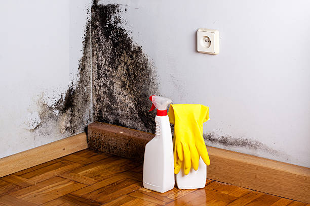 Best Toxic Mold Removal  in Nolensville, TN