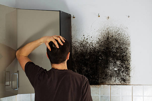 Best Local Mold Removal Service  in Nolensville, TN